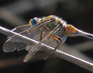 Long Skimmer - Orthetrum trinacria © John Muddeman